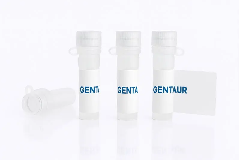 DAPK2, Human (sf9, His, GST)