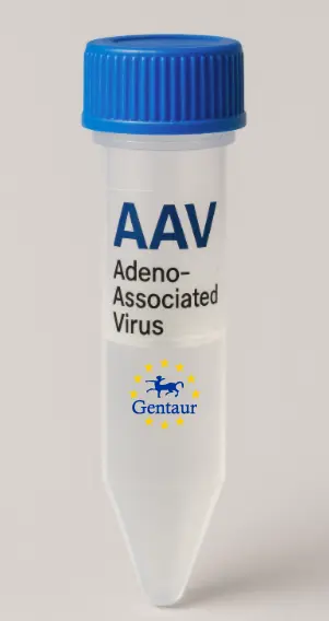 TMPRSS3 AAV Vector (Mouse) (CMV)
